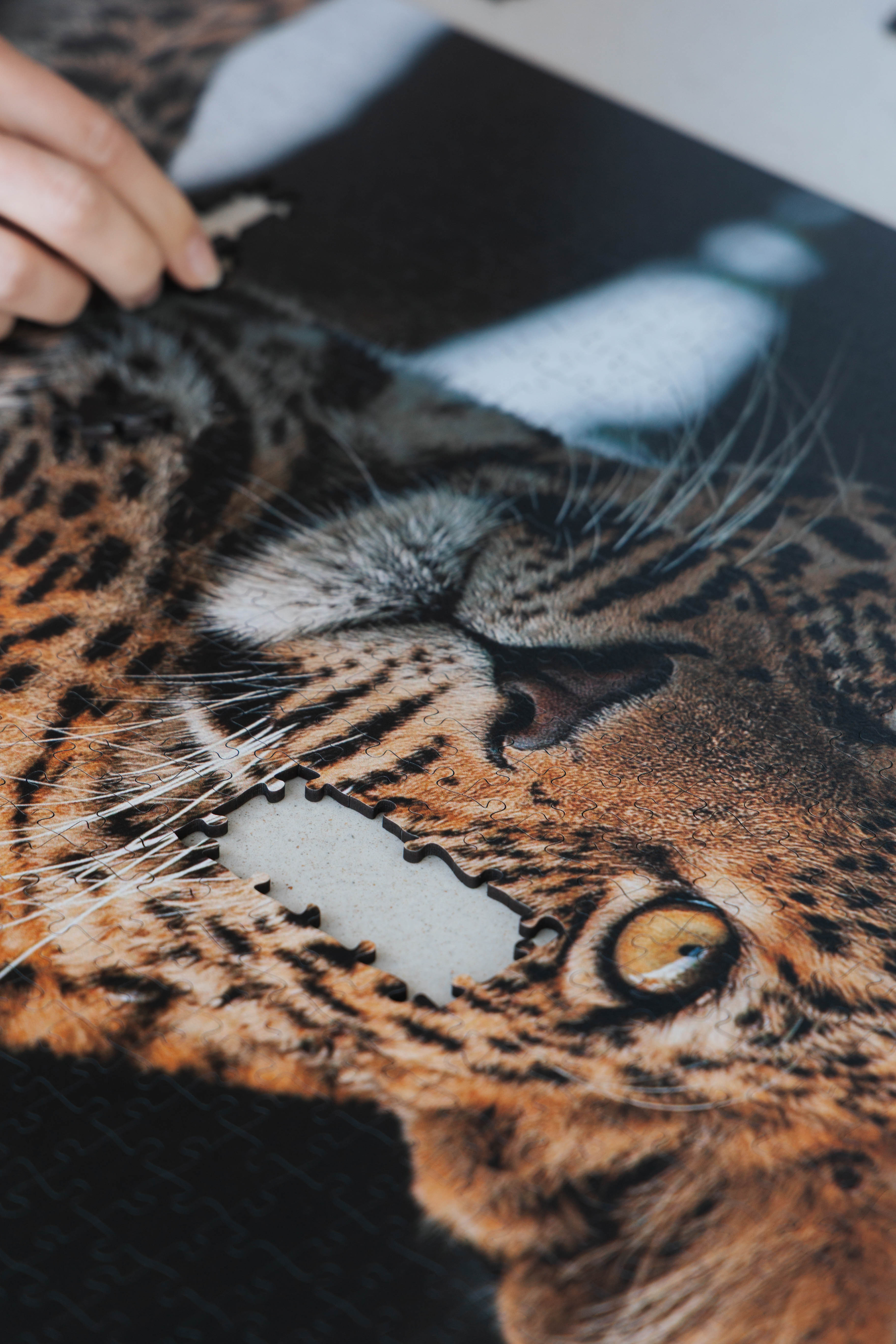 Leopard Portrait