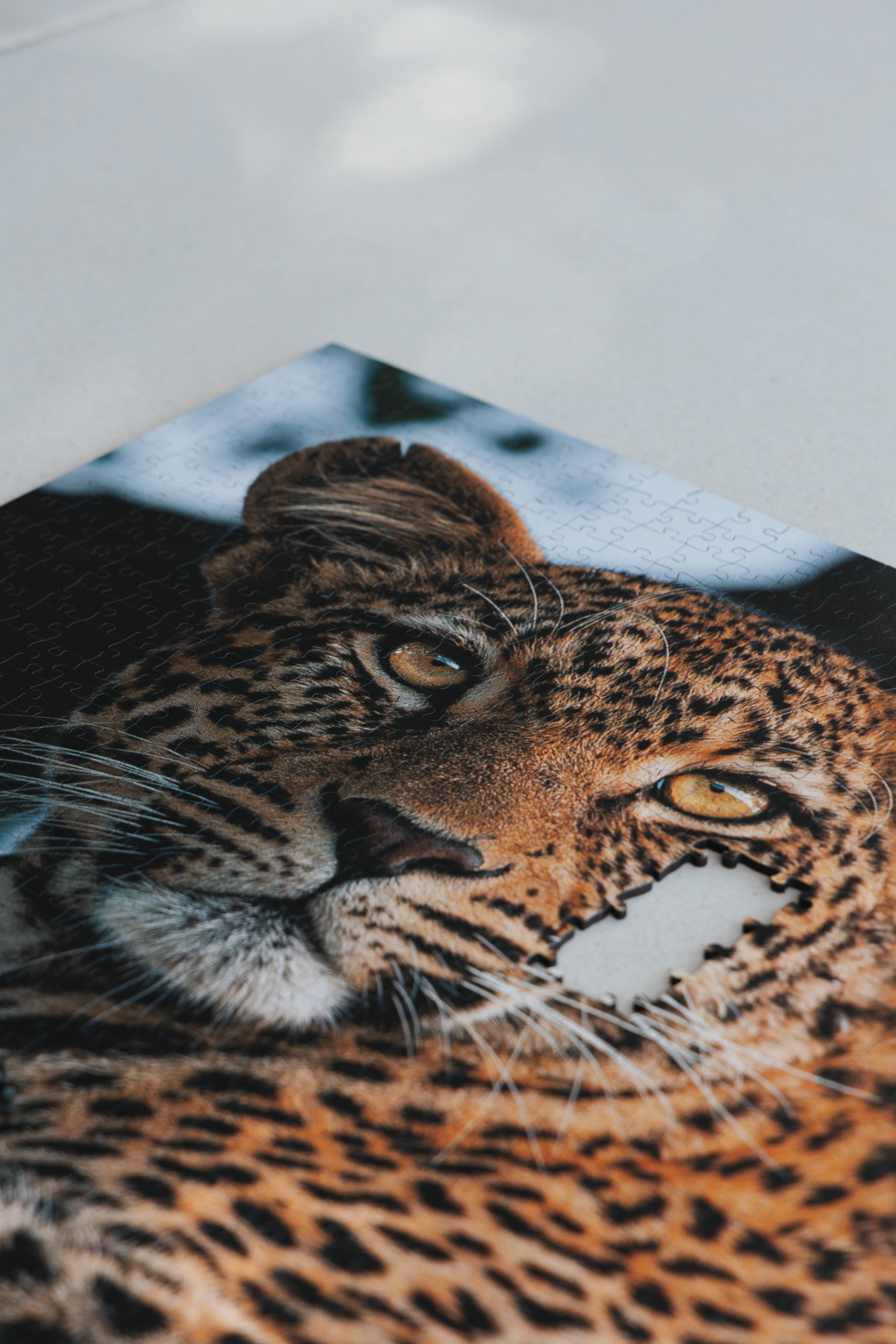 Leopard Portrait