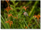 Wild Nectar