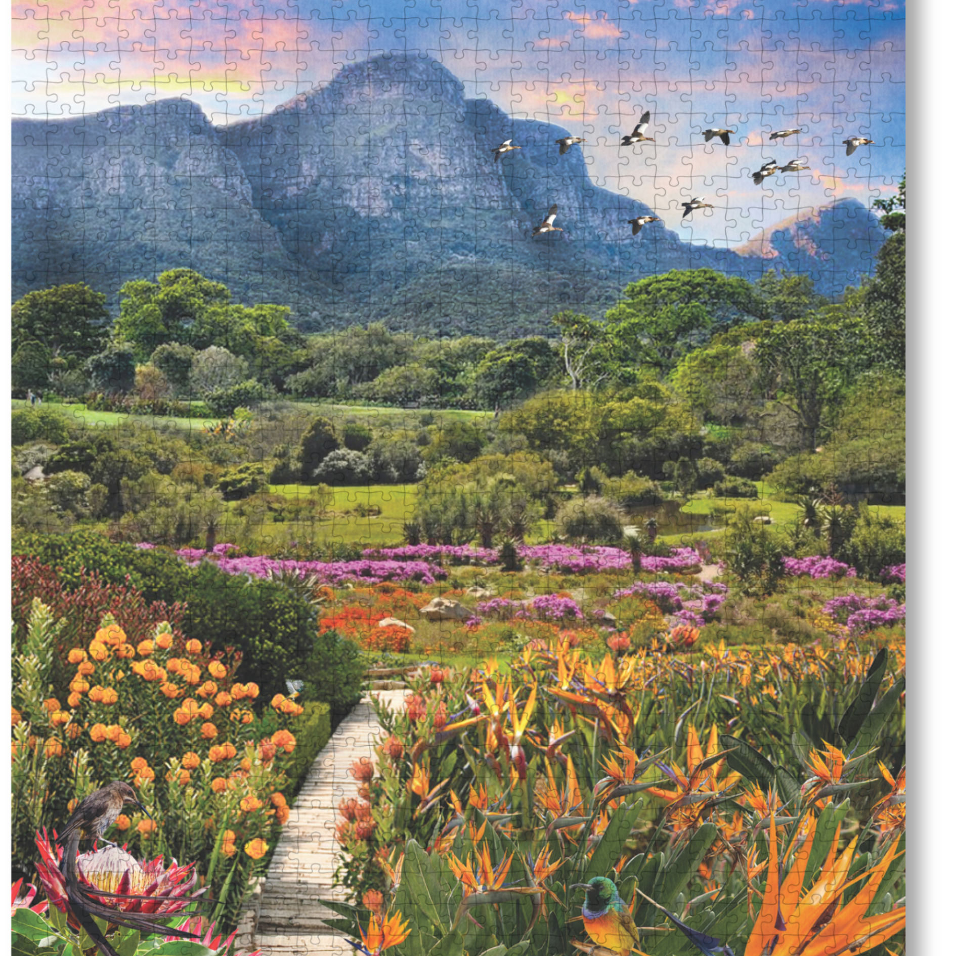 Kirstenbosch African Odyssey is a MasterPiece wooden jigsaw puzzle from the African Odyssey poster series designed to showcase Africa’s most iconic natural wonders. Nestled against the eastern slopes of Table Mountain in Cape Town, Kirstenbosch is widely regarded as one of the most beautiful botanical gardens in the world. Established in 1913, it was the first botanical garden dedicated to preserving a country’s indigenous flora and is home to thousands of plant species found nowhere else on Earth. Kirstenb