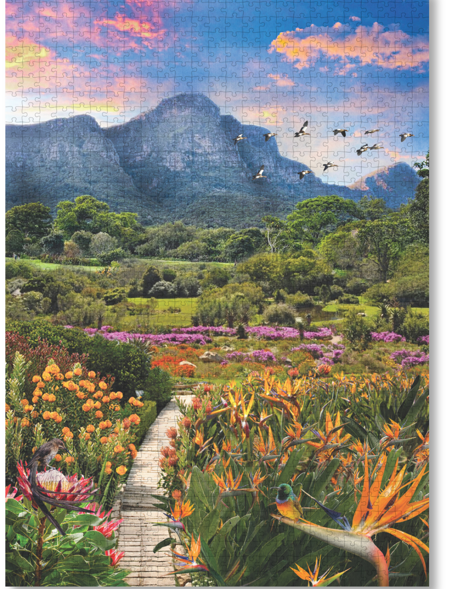 Kirstenbosch African Odyssey is a MasterPiece wooden jigsaw puzzle from the African Odyssey poster series designed to showcase Africa’s most iconic natural wonders. Nestled against the eastern slopes of Table Mountain in Cape Town, Kirstenbosch is widely regarded as one of the most beautiful botanical gardens in the world. Established in 1913, it was the first botanical garden dedicated to preserving a country’s indigenous flora and is home to thousands of plant species found nowhere else on Earth. Kirstenb