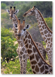 Above The Trees is a premium wooden jigsaw puzzle that features a beautiful photograph of Giraffes, taken by local photographer, Danielle Carstens. This puzzle is ideal for adults, wildlife lovers and gift buyers looking for something thoughtful and unique.