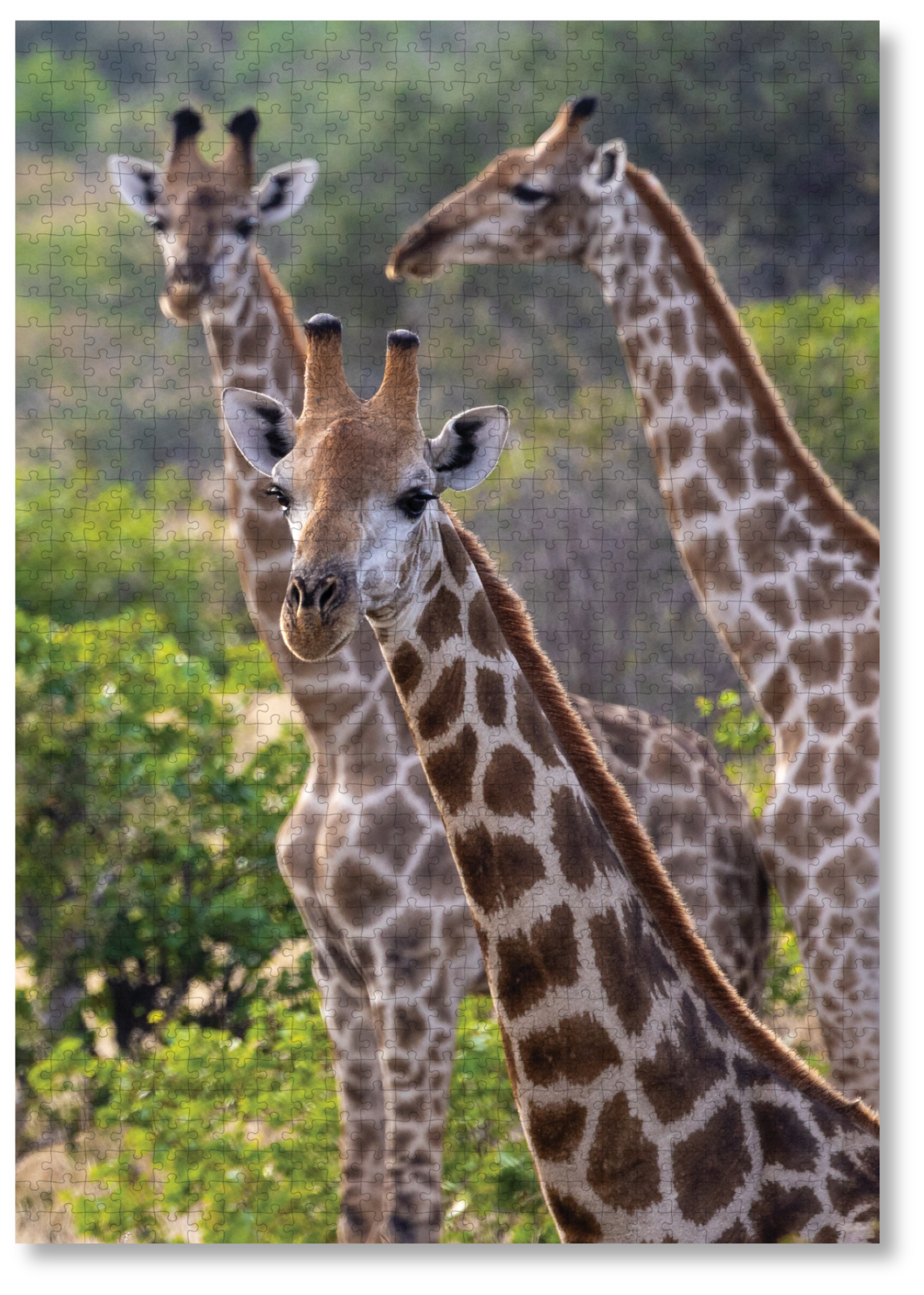 Above The Trees is a premium wooden jigsaw puzzle that features a beautiful photograph of Giraffes, taken by local photographer, Danielle Carstens. This puzzle is ideal for adults, wildlife lovers and gift buyers looking for something thoughtful and unique.