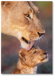 A premium wooden jigsaw puzzle that features a beautiful photograph of a lioness cleaning her cub, taken by local wildlife photographer, Hendri Venter.
Perfect for wildlife lovers, nature enthusiasts and thoughtful gift buyers, Bath Time makes a meaningful gift for birthdays, holidays, housewarmings or anyone who enjoys working with their hands and mind.