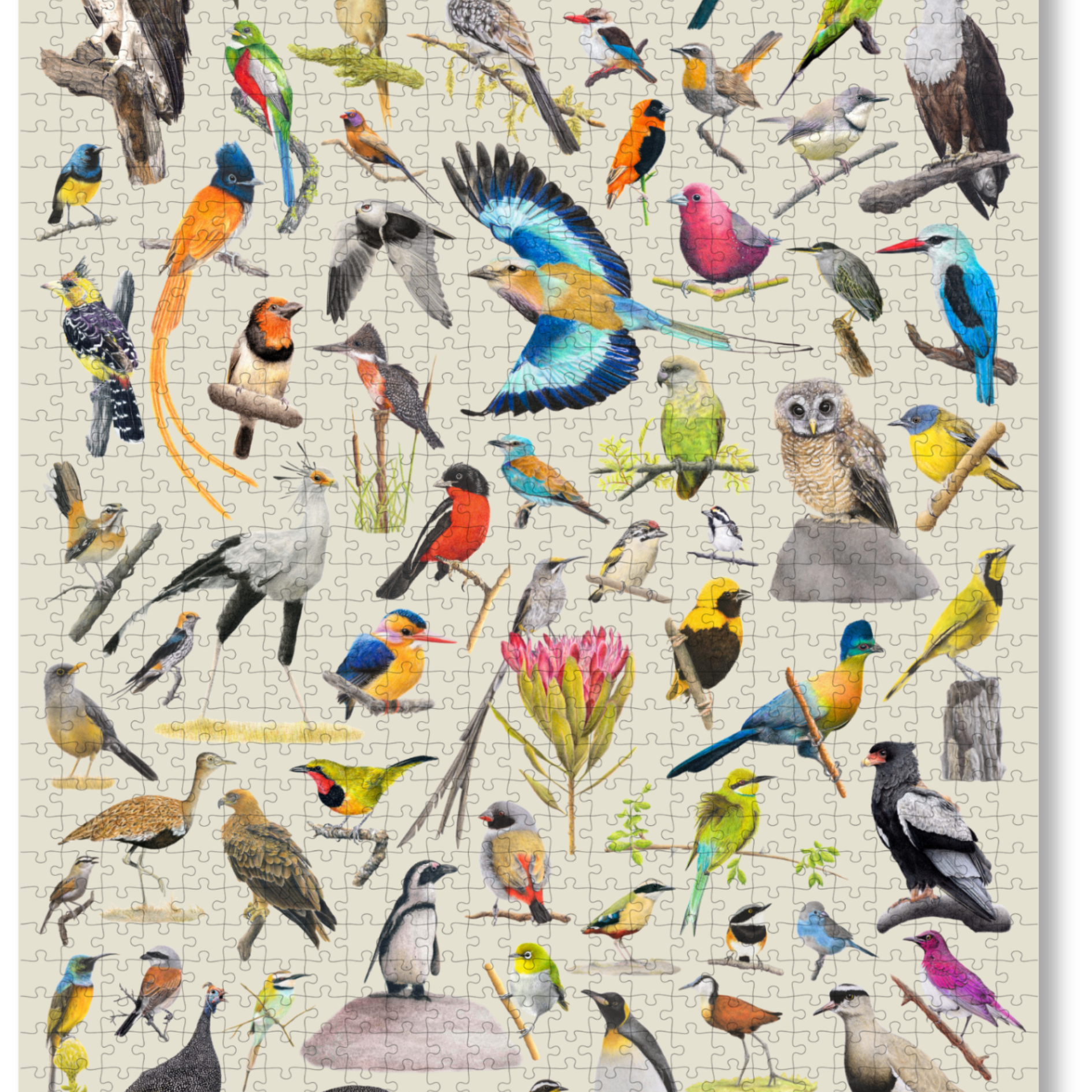 A premium wooden jigsaw puzzle that features 68 bird species, hand drawn by Matthew Bell. Perfect for wildlife lovers, bird enthusiasts and gift buyers.