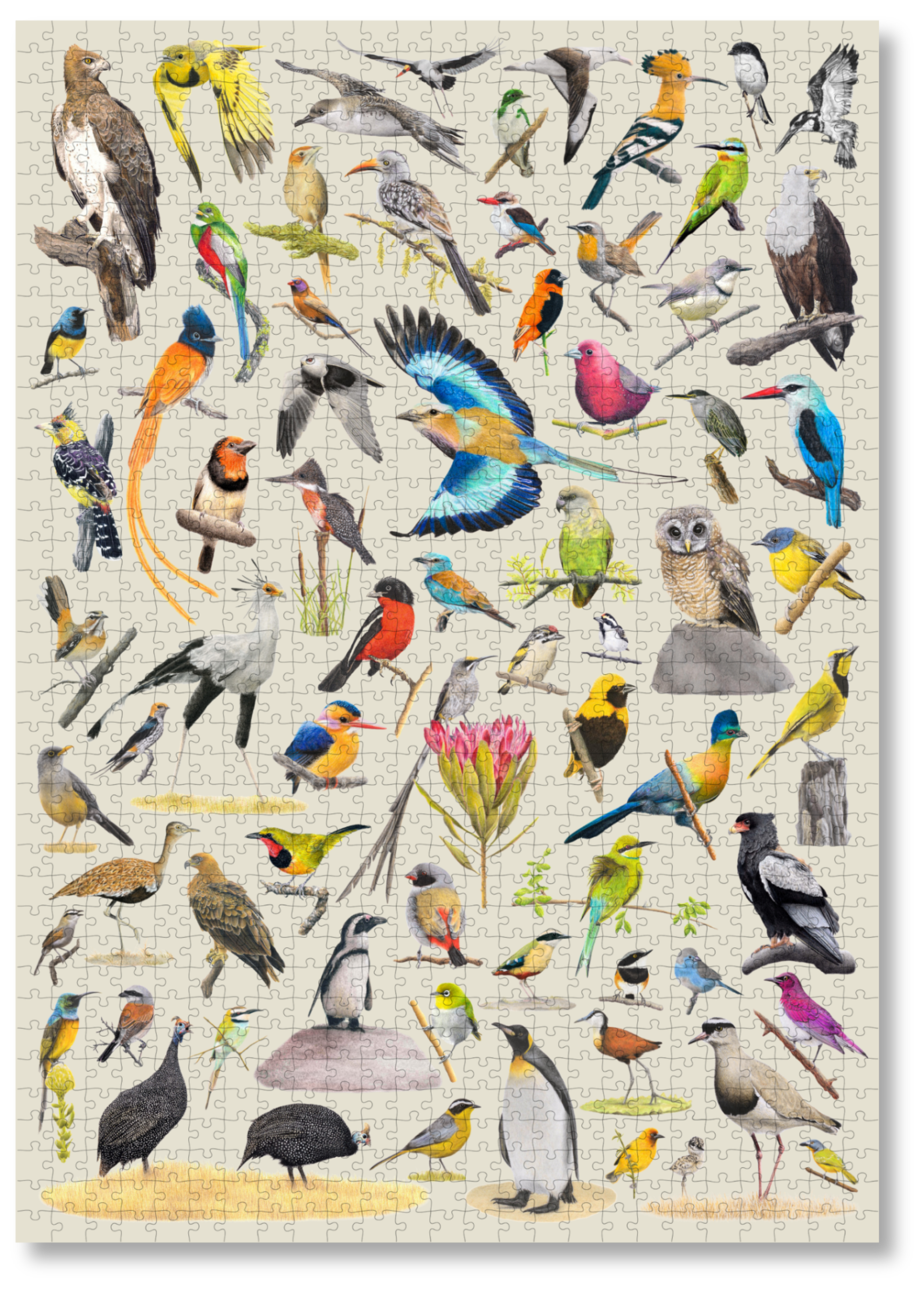 A premium wooden jigsaw puzzle that features 68 bird species, hand drawn by Matthew Bell. Perfect for wildlife lovers, bird enthusiasts and gift buyers.