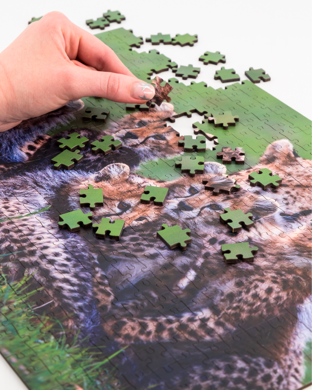 Cheetah Mother And Cubs is a MasterPiece wooden jigsaw puzzle that features a beautiful photograph of a cheetah surrounded by her 5 cubs. 

Precision-cut from 3mm thick wood and expertly printed, our MasterPiece puzzles offer a tactile and satisfying puzzling experience like no other. They are perfect for wildlife lovers, nature enthusiasts and anyone looking for a thoughtful gift 