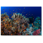 MasterPiece luxury wooden puzzle of a photograph of orange fish swimming in a coral reef taken by Kate Jonker.