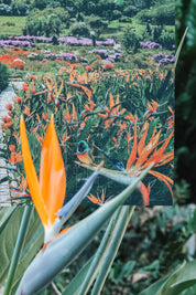 Kirstenbosch African Odyssey