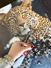 Leopard Portrait