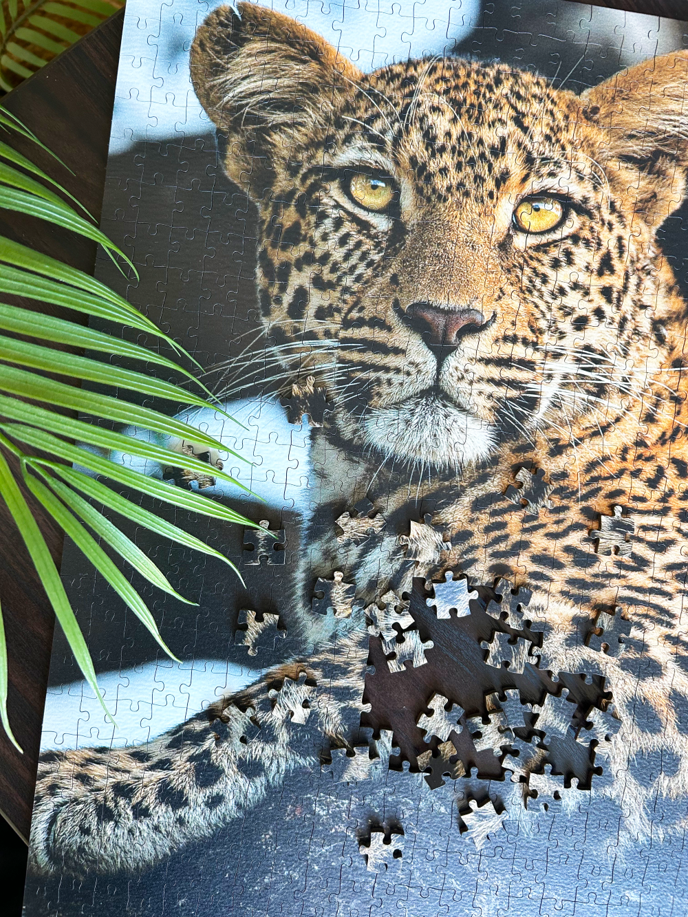 Leopard Portrait
