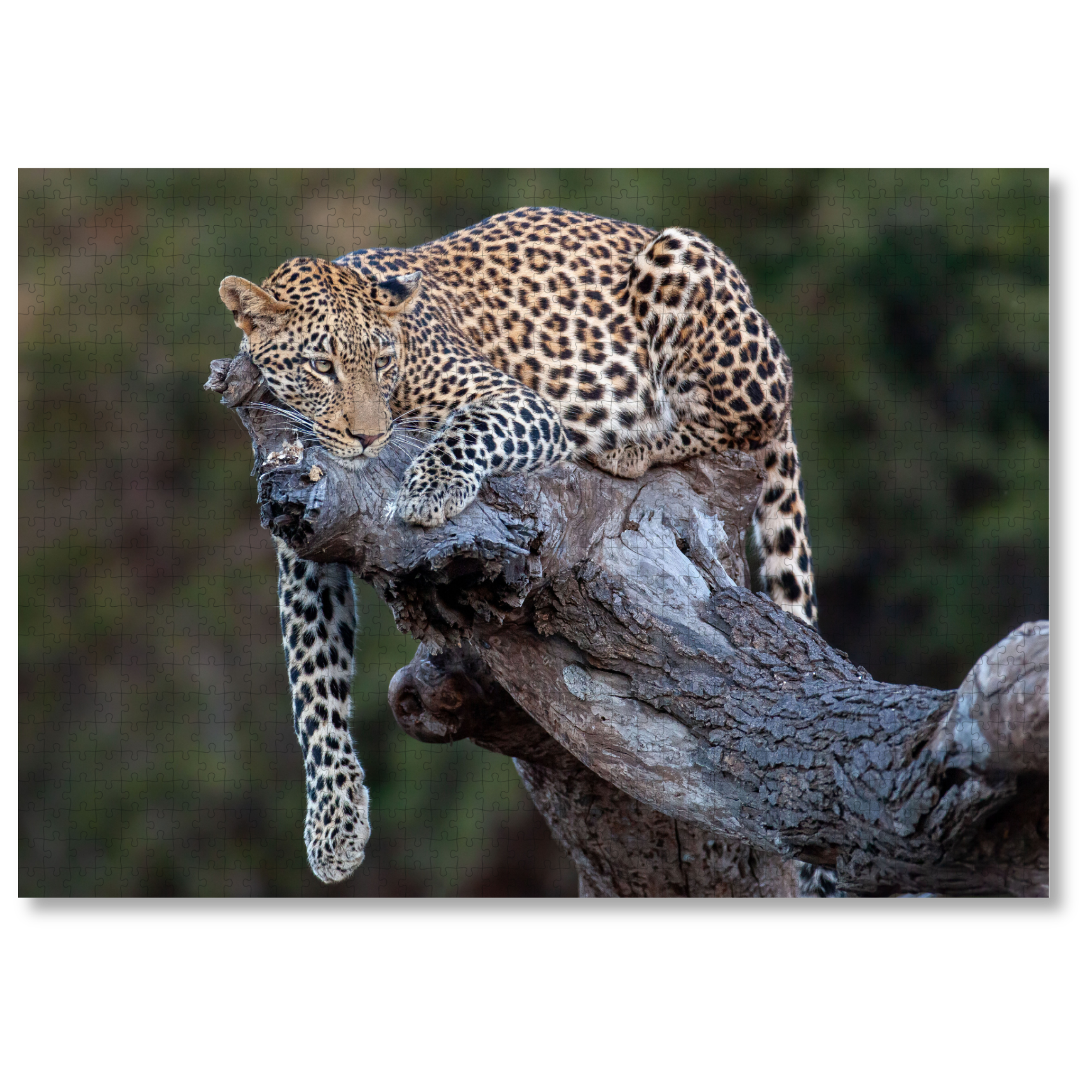 LEO2_98cefa77-162e-4a95-ac3d-d7cd1e92aed7.png