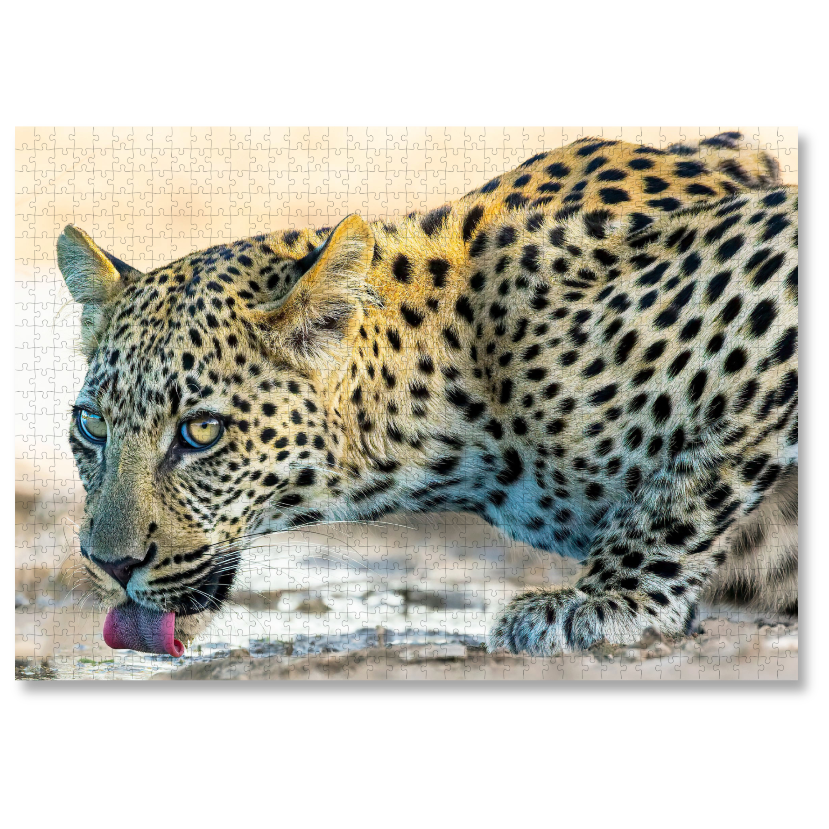 MasterPiece luxury wooden puzzle of a photograph of a leopard drinking water taken by aul and Derrn Nash