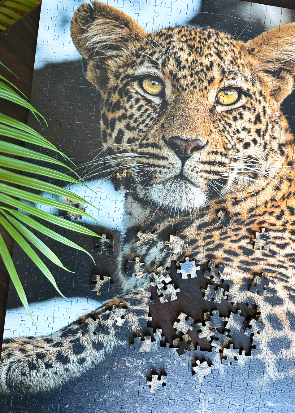 Jigsaw puzzle of a leopard with a completed section on a table with a plant.