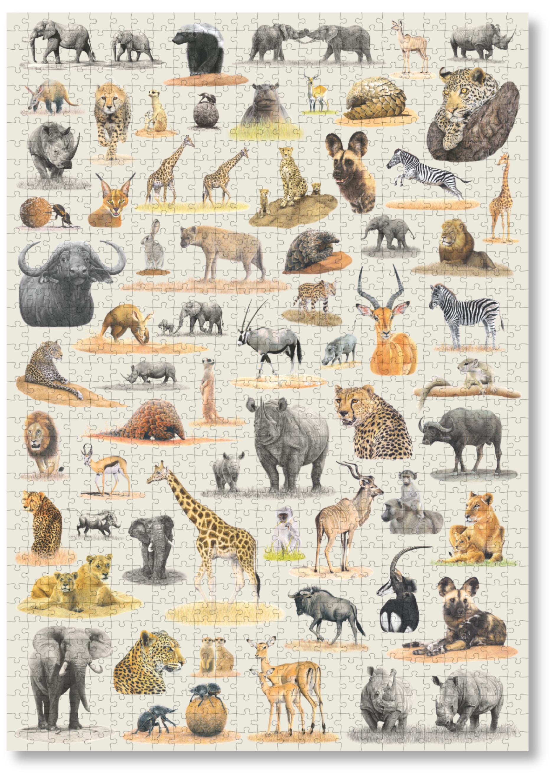 South African Wildlife by Matthew Bell