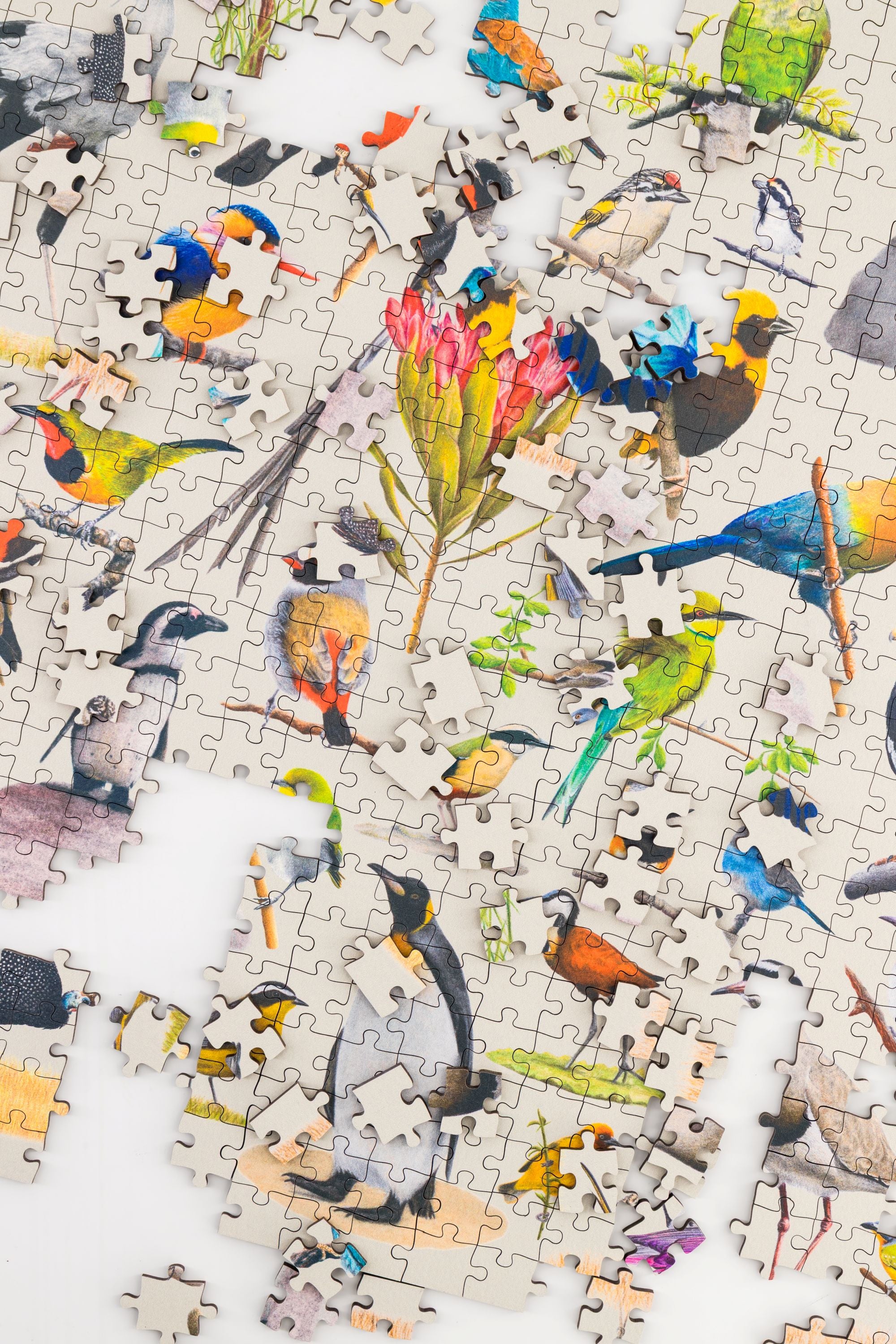 MasterPiece luxury wooden puzzle of  artwork Birds of South Africa by Matthew Bell Art. Made in Cape Town, South Africa.