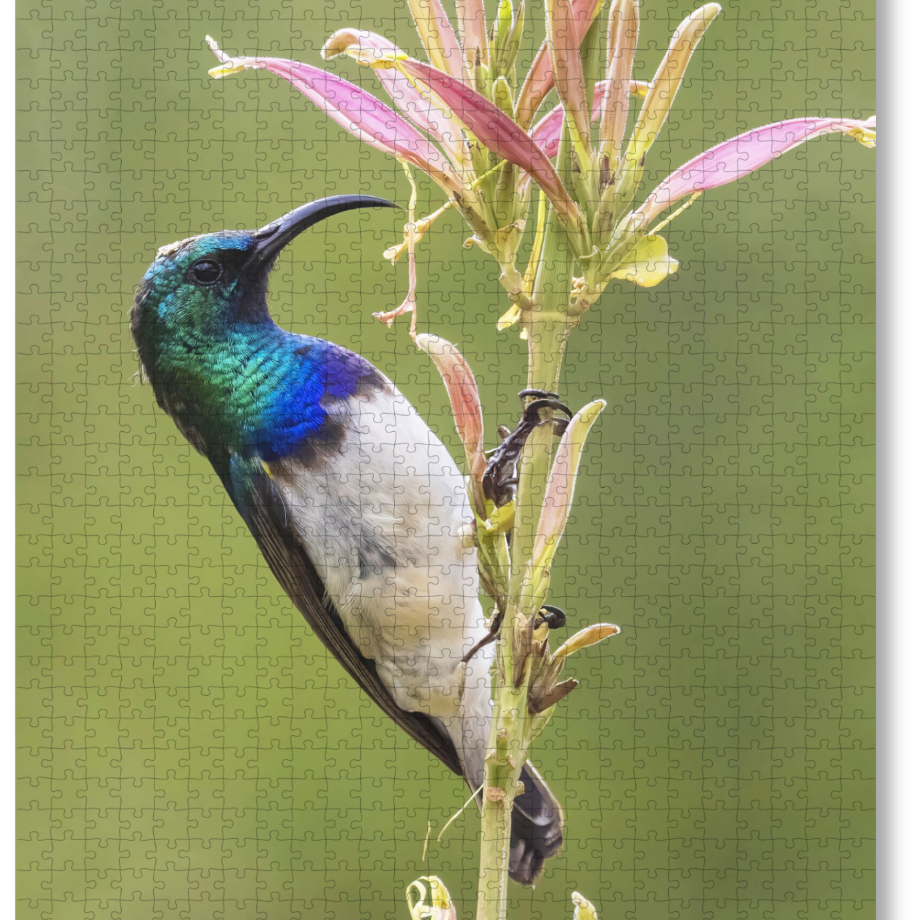 MasterPiece luxury wooden puzzle of a photograph of a white-bellied sunbird taken y Paul and Derryn Nash.