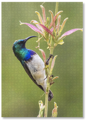 MasterPiece luxury wooden puzzle of a photograph of a white-bellied sunbird taken y Paul and Derryn Nash.