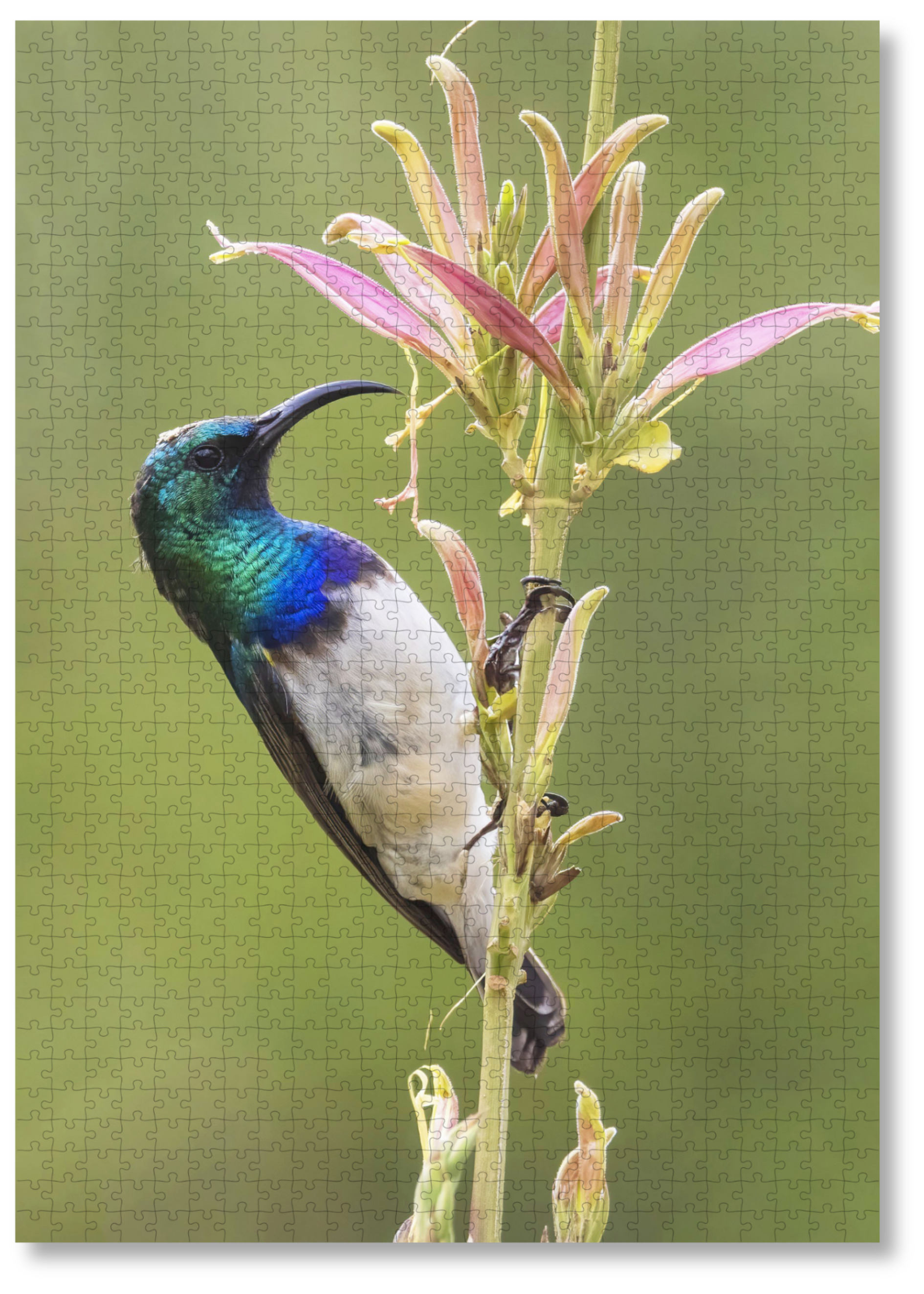 MasterPiece luxury wooden puzzle of a photograph of a white-bellied sunbird taken y Paul and Derryn Nash.