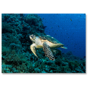 MasterPiece luxury wooden puzzle of a photograph of a turtle swimming by a coral reef taken by Kate Jonker.