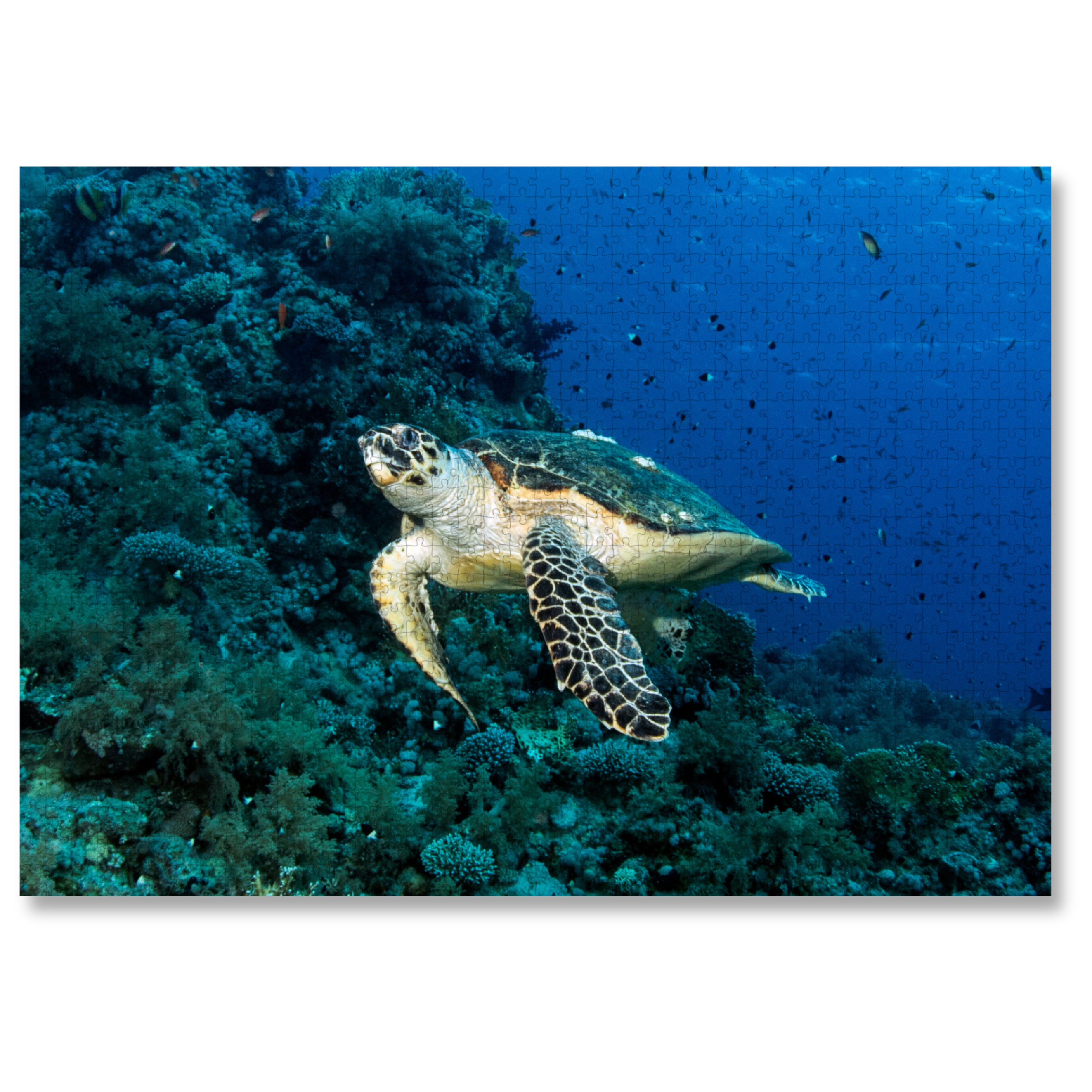 MasterPiece luxury wooden puzzle of a photograph of a turtle swimming by a coral reef taken by Kate Jonker.