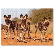 MasterPiece luxury wooden puzzle of a South African wildlife photograph of a pack of wild dogs taken by Richard Flack . A way to disconnect, relieve stress and a great gift idea.