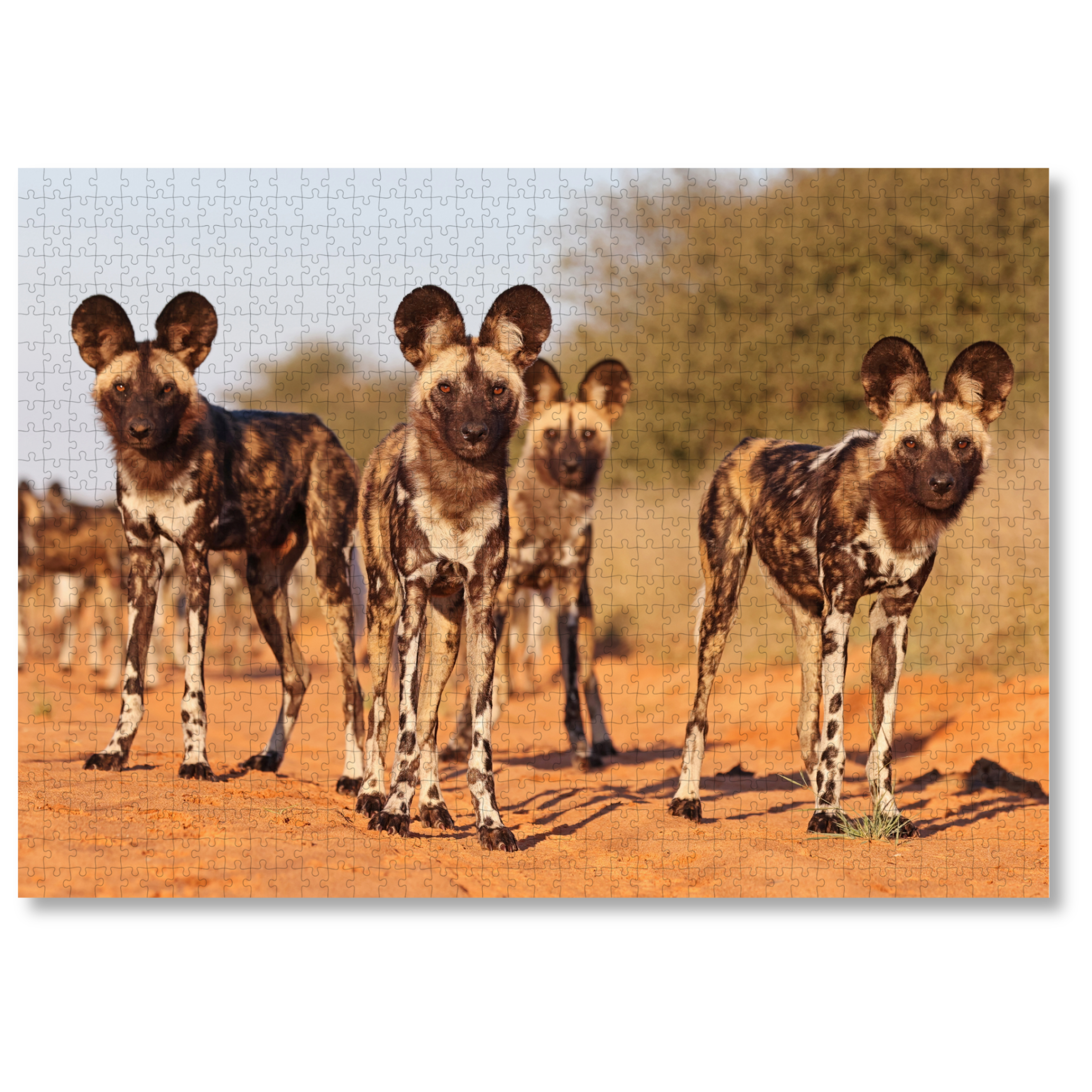 MasterPiece luxury wooden puzzle of a South African wildlife photograph of a pack of wild dogs taken by Richard Flack . A way to disconnect, relieve stress and a great gift idea.