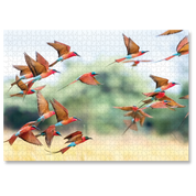 Bee-Eaters In Motion