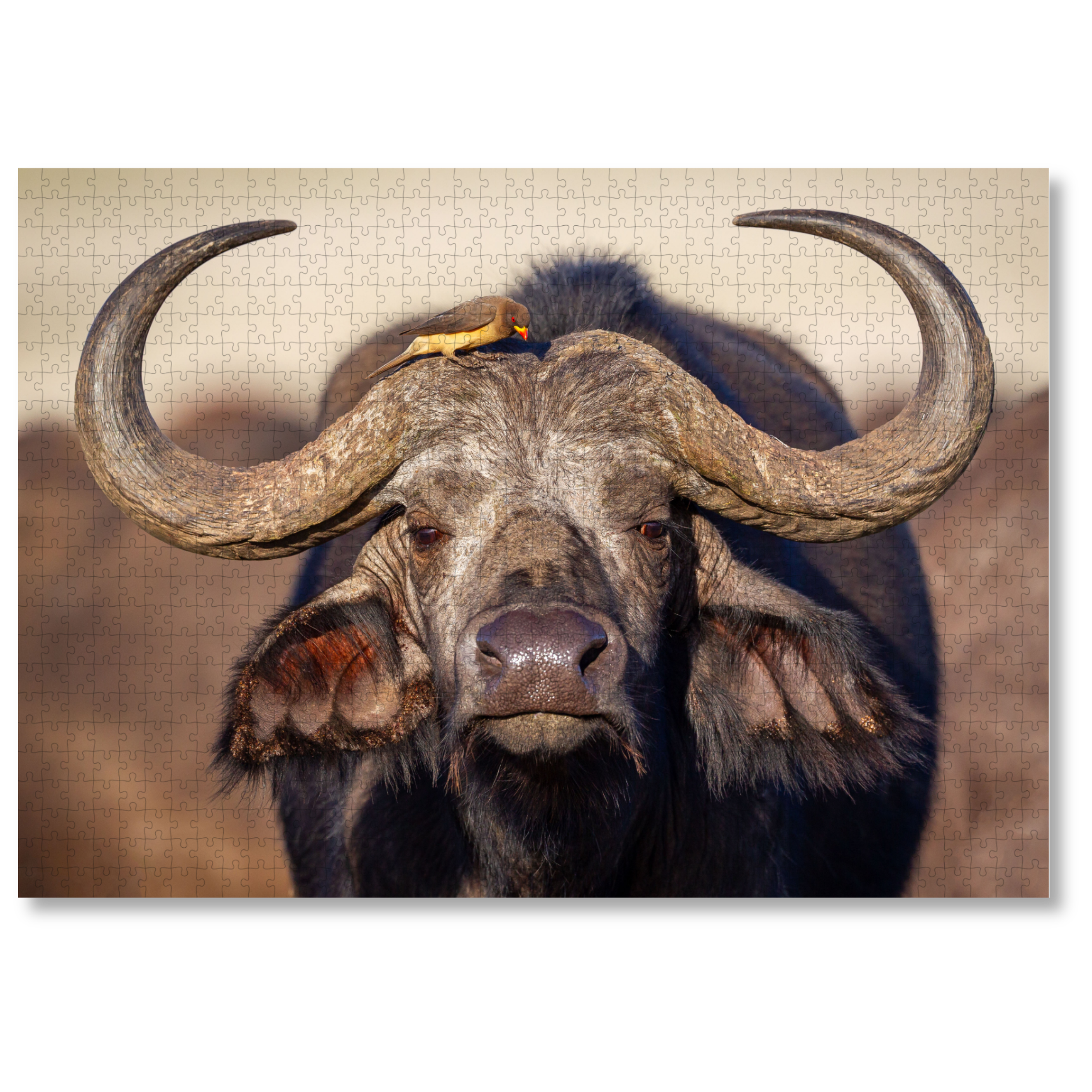 MasterPiece luxury wooden puzzle of a South African wildlife photograph of a buffalo and ox-pecker taken by Isak Pretorius. A way to disconnect, relieve stress and a great gift idea.