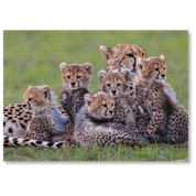 Cheetah Mother And Cubs is a MasterPiece wooden jigsaw puzzle that features a beautiful photograph of a cheetah surrounded by her 5 cubs. 

Precision-cut from 3mm thick wood and expertly printed, our MasterPiece puzzles offer a tactile and satisfying puzzling experience like no other. They are perfect for wildlife lovers, nature enthusiasts and anyone looking for a thoughtful gift 