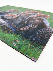 Cheetah Mother And Cubs is a MasterPiece wooden jigsaw puzzle that features a beautiful photograph of a cheetah surrounded by her 5 cubs. 

Precision-cut from 3mm thick wood and expertly printed, our MasterPiece puzzles offer a tactile and satisfying puzzling experience like no other. They are perfect for wildlife lovers, nature enthusiasts and anyone looking for a thoughtful gift 