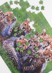 Cheetah Mother And Cubs is a MasterPiece wooden jigsaw puzzle that features a beautiful photograph of a cheetah surrounded by her 5 cubs. 

Precision-cut from 3mm thick wood and expertly printed, our MasterPiece puzzles offer a tactile and satisfying puzzling experience like no other. They are perfect for wildlife lovers, nature enthusiasts and anyone looking for a thoughtful gift 