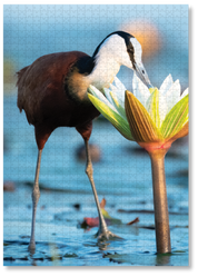A wooden jigsaw puzzle featuring a photograph of an African Jacana. Perfect for wildlife lovers, birders, nature enthusiasts and gift buyers.