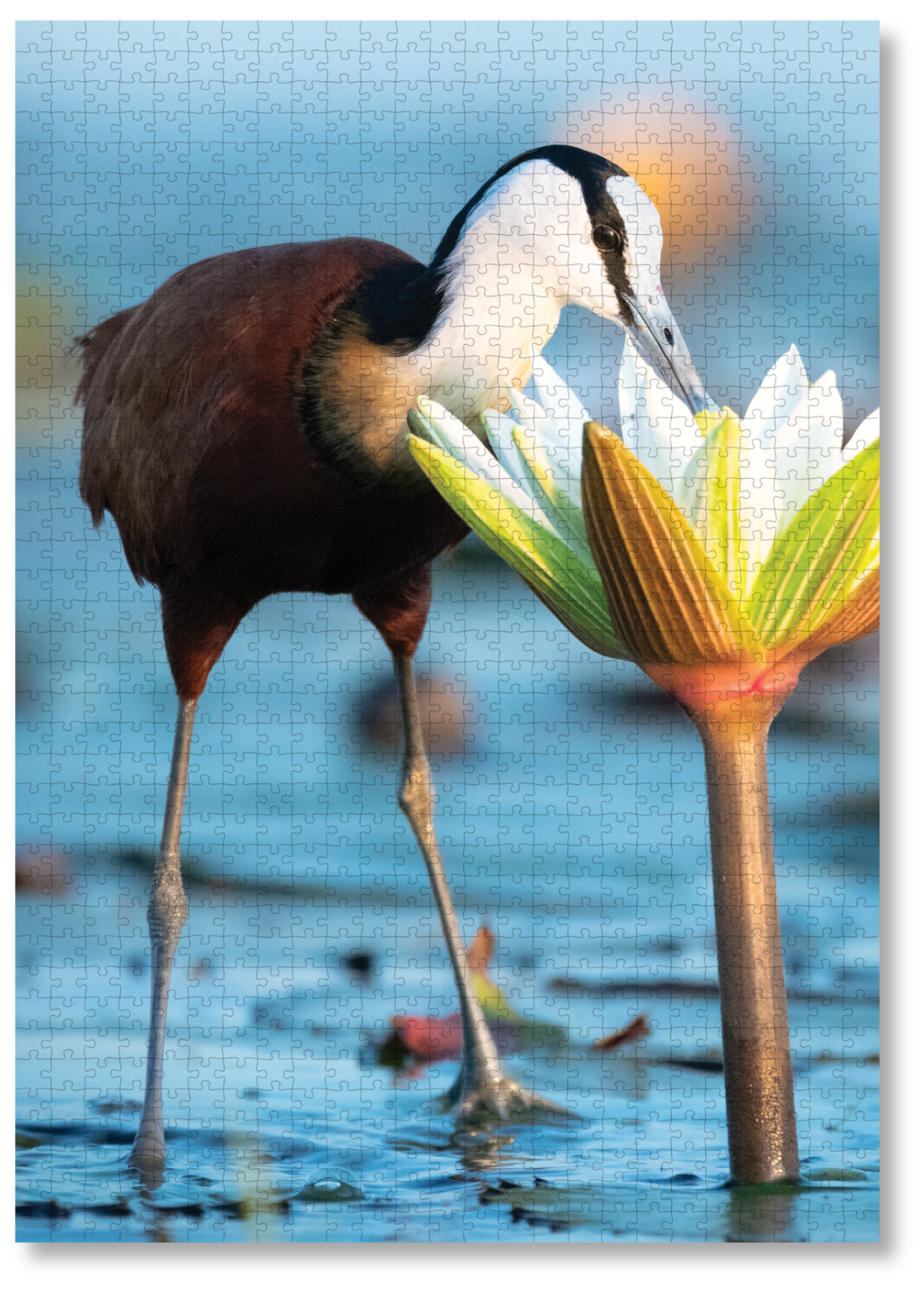 A wooden jigsaw puzzle featuring a photograph of an African Jacana. Perfect for wildlife lovers, birders, nature enthusiasts and gift buyers.