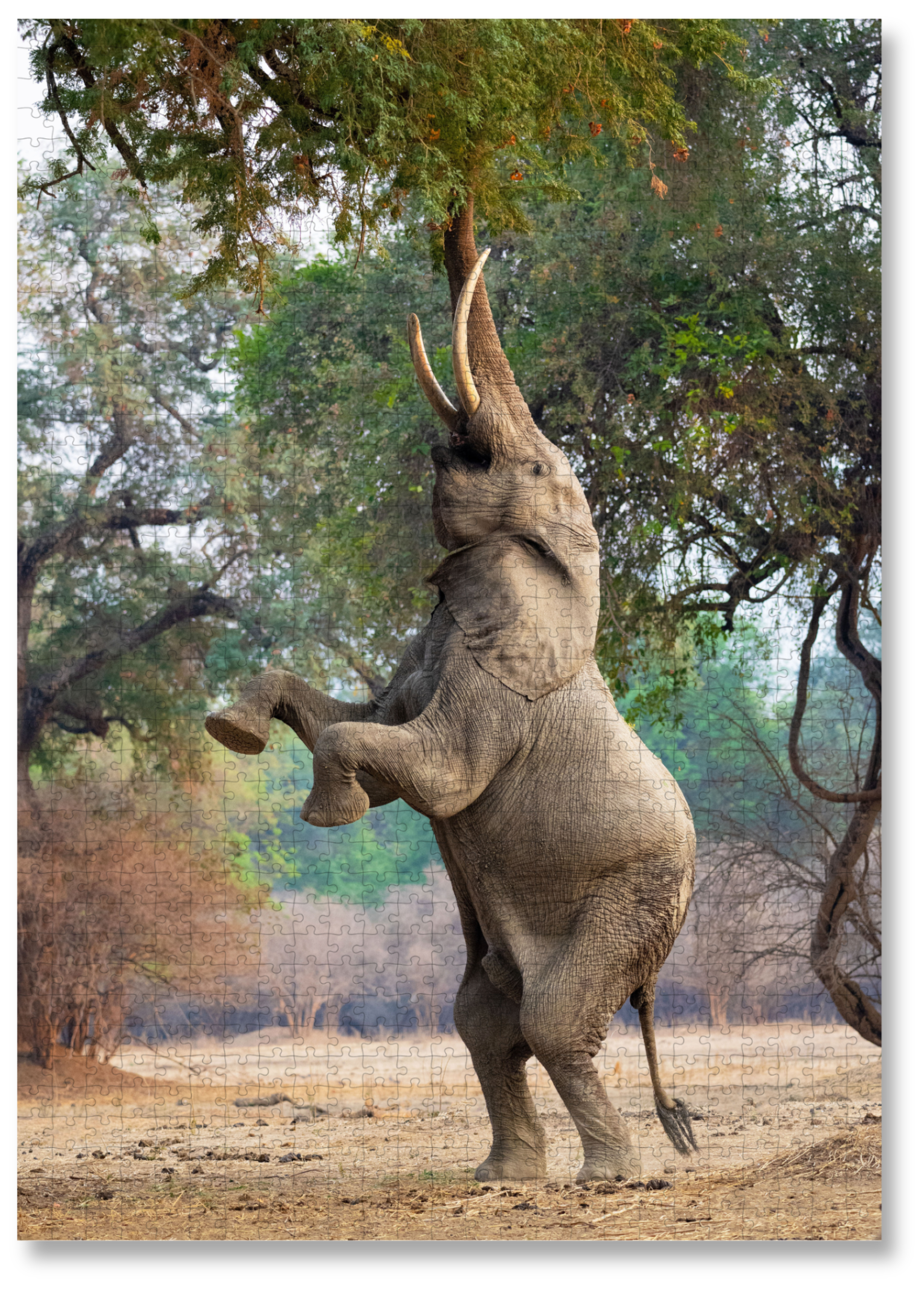 A wooden jigsaw puzzle featuring a striking photograph of an elephant. Perfect for wildlife lovers, nature enthusiasts and anyone looking for a unique gift. 