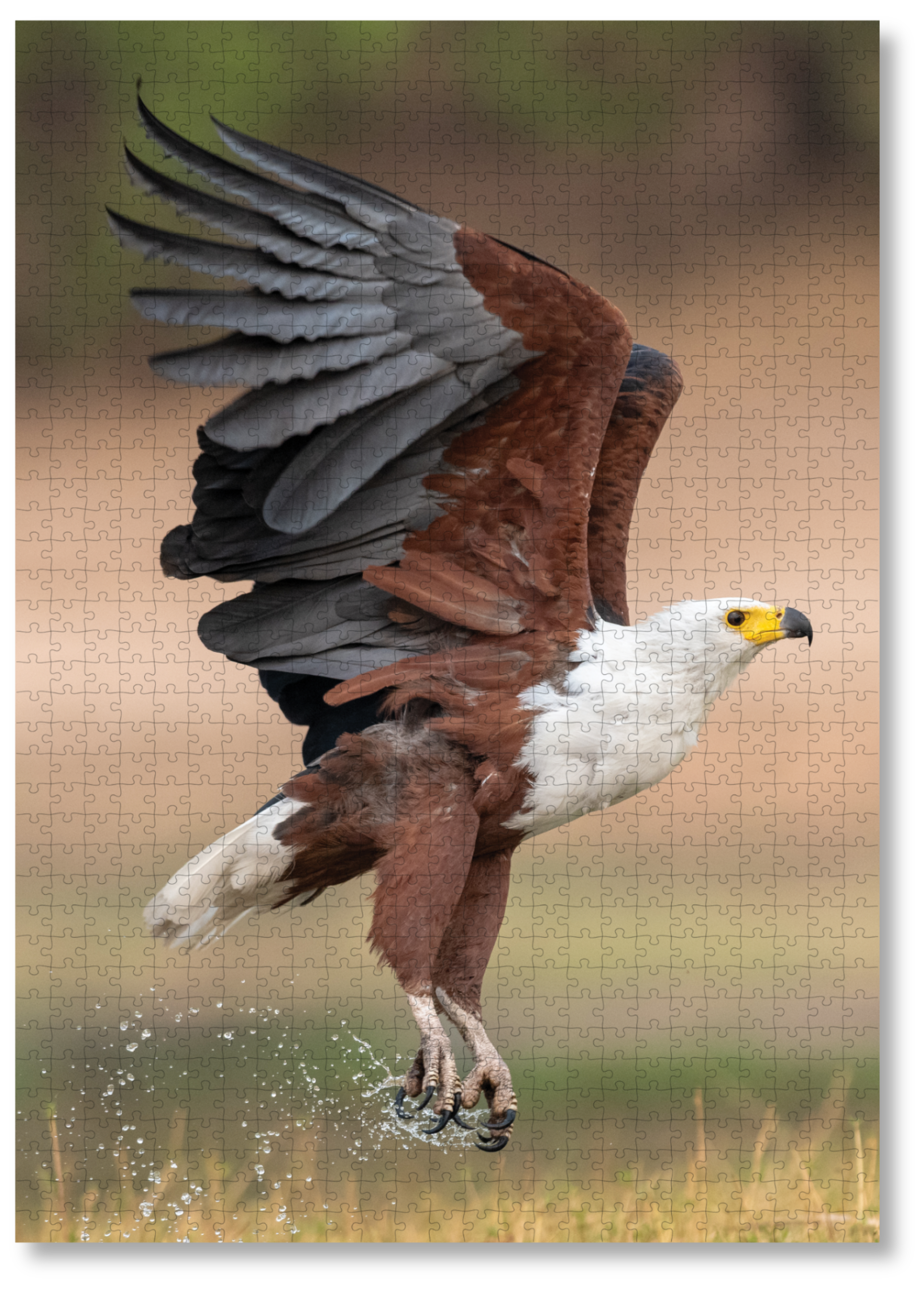 A wooden jigsaw puzzle featuring photograph of a fish eagle. Perfect for wildlife lovers, birders, nature enthusiasts and anyone looking for a thoughtful gift. 