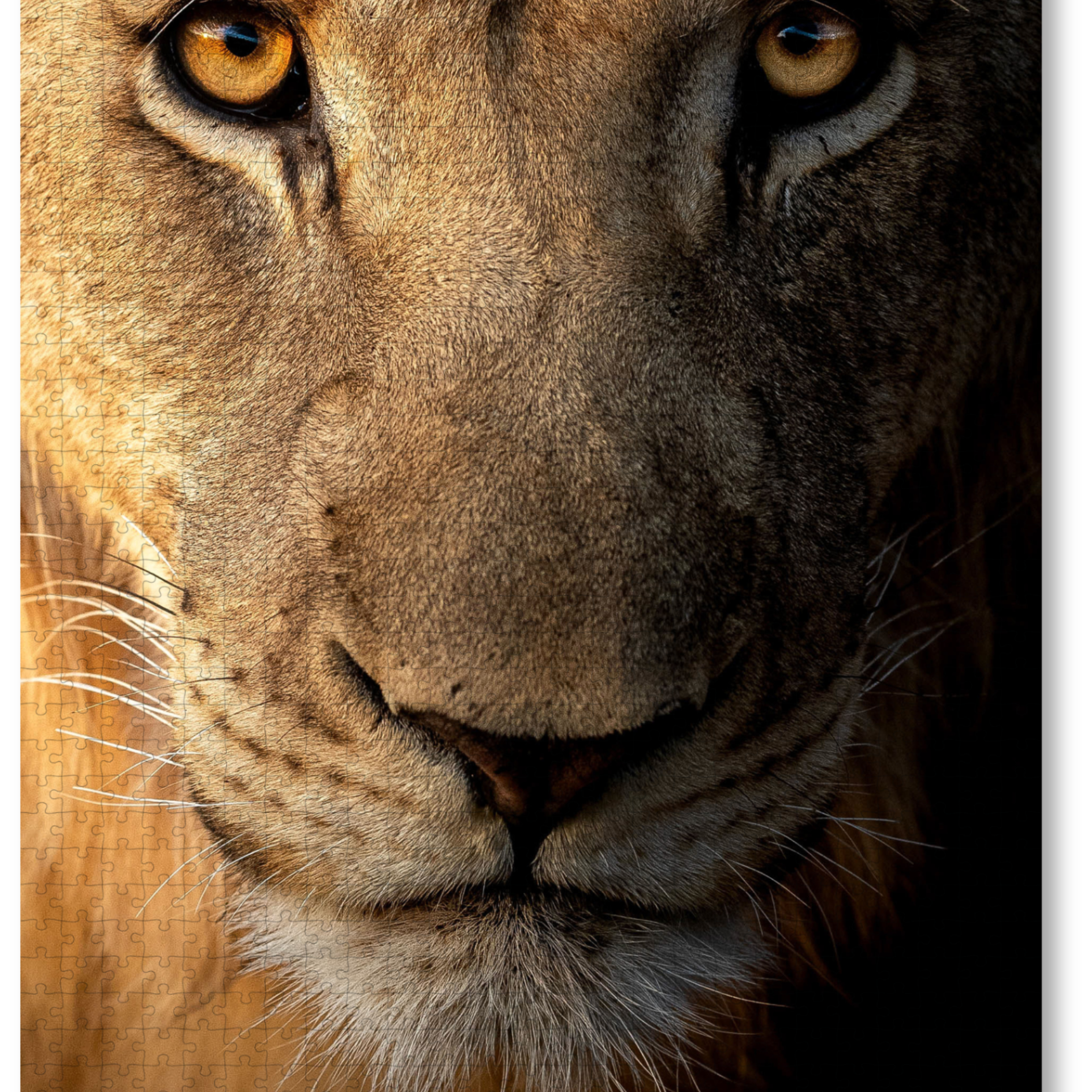 A wooden jigsaw puzzle featuring a striking photo of a male lion. Perfect for wildlife lovers, nature enthusiasts and anyone looking for a thoughtful gift.