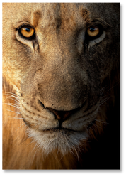 A wooden jigsaw puzzle featuring a striking photo of a male lion. Perfect for wildlife lovers, nature enthusiasts and anyone looking for a thoughtful gift.