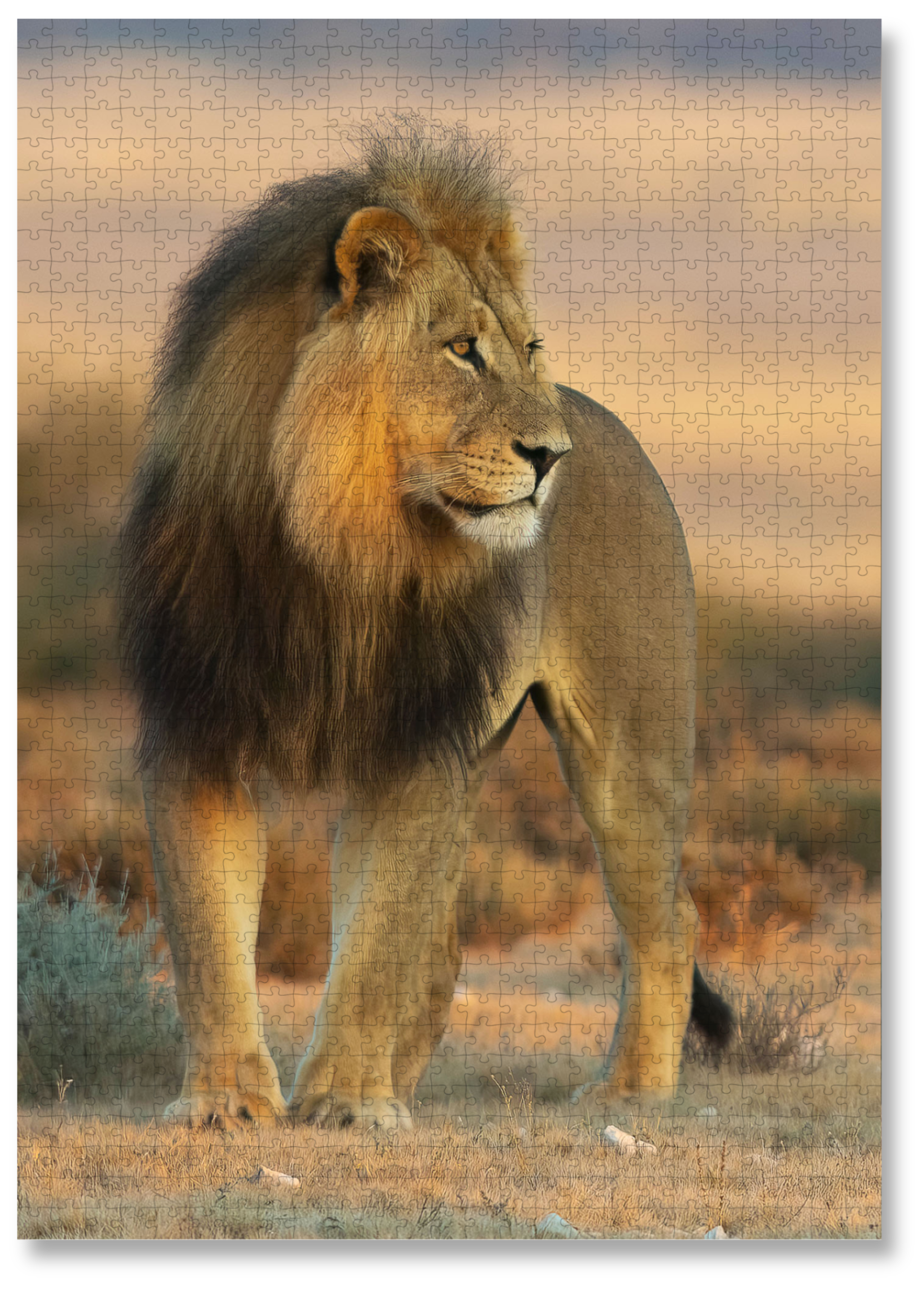 Kalahari Lion is a MasterPiece wooden jigsaw puzzle featuring a beautiful photograph of a male lion in the Kalahari. 

Precision-cut from 3mm thick wood and expertly printed, our MasterPiece puzzles offer a tactile and satisfying puzzling experience like no other. They are perfect for wildlife lovers, nature enthusiasts and anyone looking for a thoughtful gift.