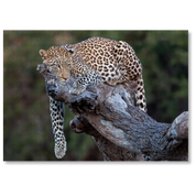 Lazy Leopard is a MasterPiece wooden jigsaw puzzle featuring a beautiful photograph of a leopard lounging over a branch of a tree.

Precision-cut from 3mm thick wood and expertly printed, our MasterPiece puzzles offer a tactile and satisfying puzzling experience like no other. They are perfect for wildlife lovers, nature enthusiasts and anyone looking for a thoughtful gift.