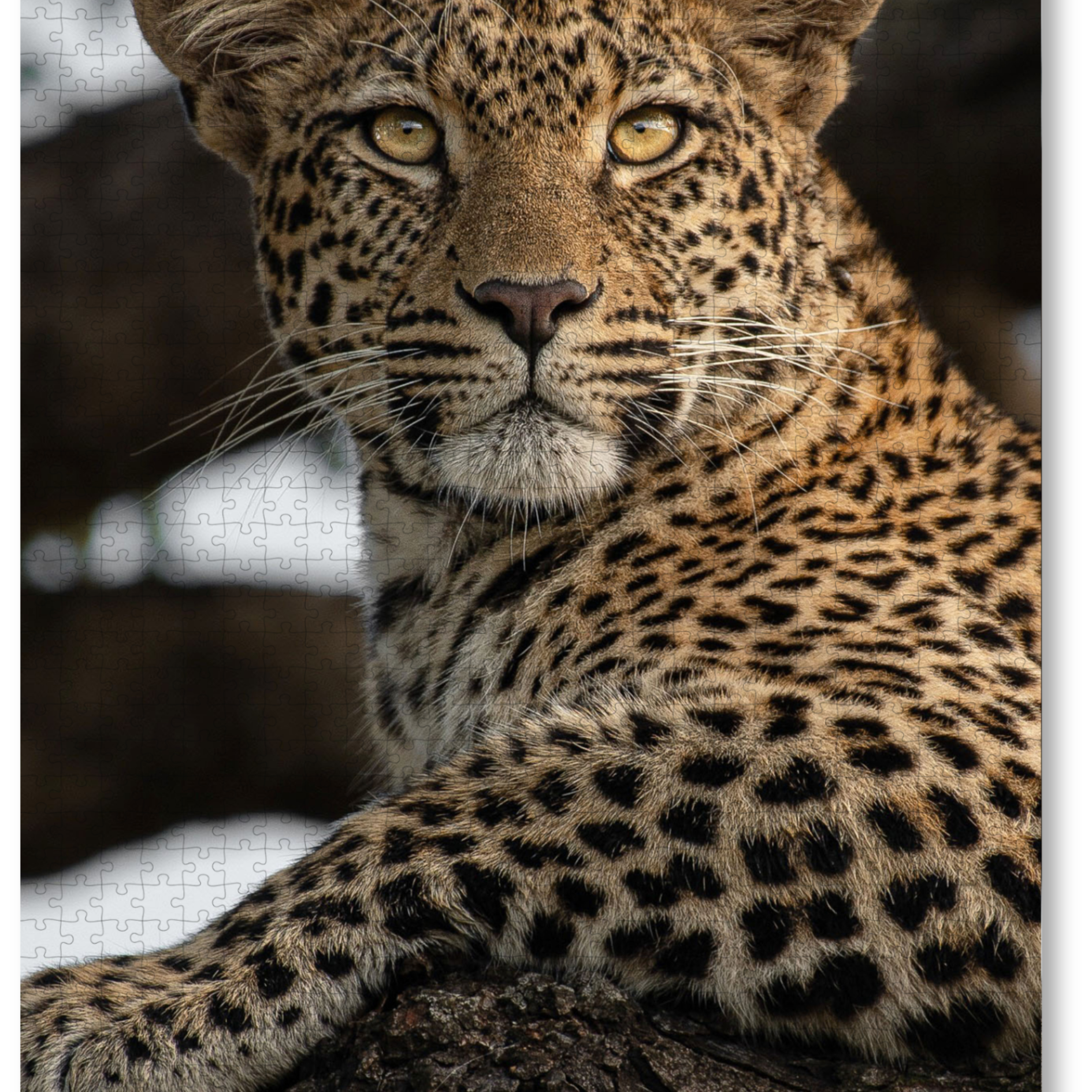 Leopard Portrait is a MasterPiece wooden jigsaw puzzle that features a beautiful portrait photograph of a leopard.

Precision-cut from 3mm thick wood and expertly printed, our MasterPiece puzzles offer a tactile and satisfying puzzling experience like no other. They are perfect for wildlife lovers, nature enthusiasts and anyone looking for a thoughtful gift.
