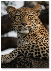 Leopard Portrait is a MasterPiece wooden jigsaw puzzle that features a beautiful portrait photograph of a leopard.

Precision-cut from 3mm thick wood and expertly printed, our MasterPiece puzzles offer a tactile and satisfying puzzling experience like no other. They are perfect for wildlife lovers, nature enthusiasts and anyone looking for a thoughtful gift.