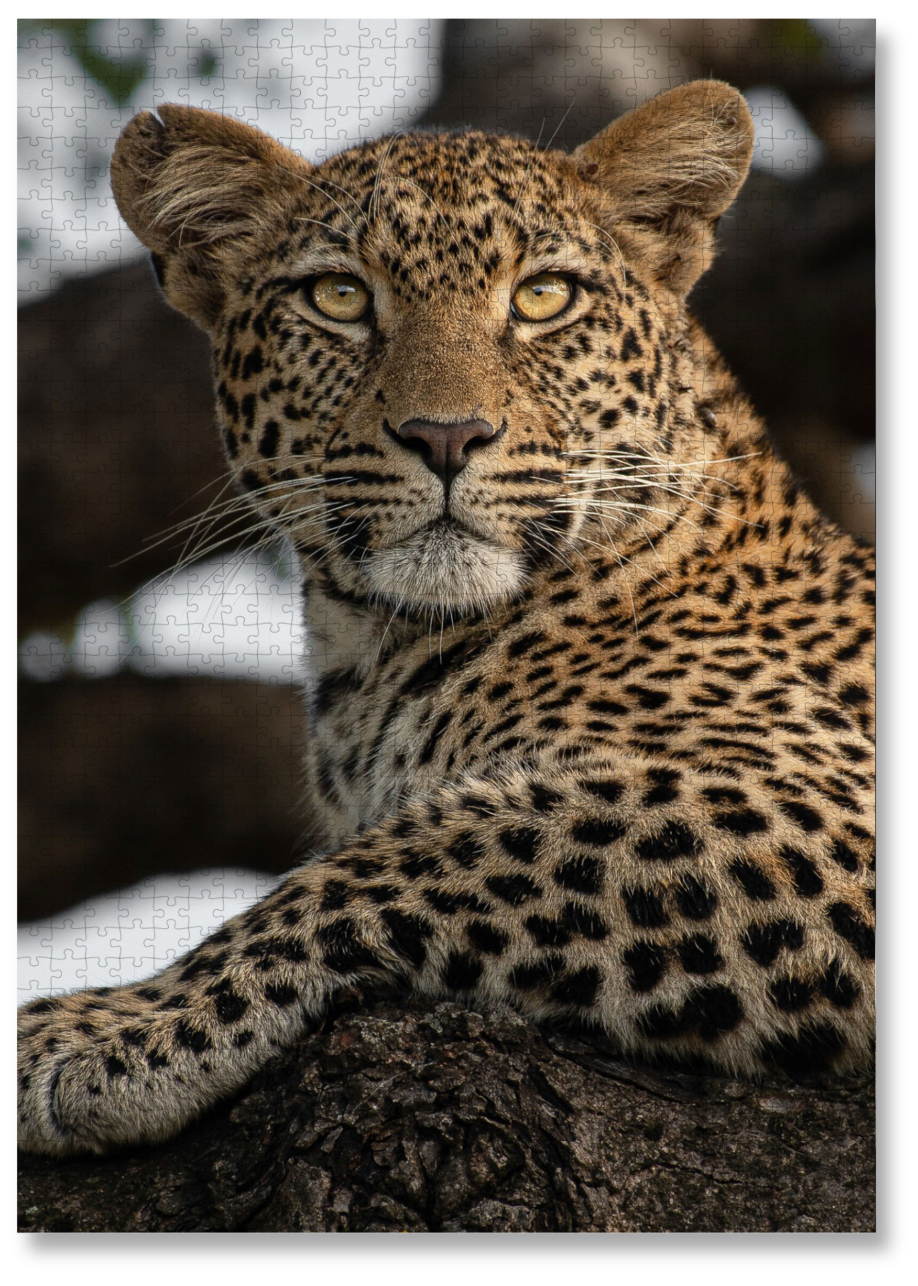 Leopard Portrait is a MasterPiece wooden jigsaw puzzle that features a beautiful portrait photograph of a leopard.

Precision-cut from 3mm thick wood and expertly printed, our MasterPiece puzzles offer a tactile and satisfying puzzling experience like no other. They are perfect for wildlife lovers, nature enthusiasts and anyone looking for a thoughtful gift.