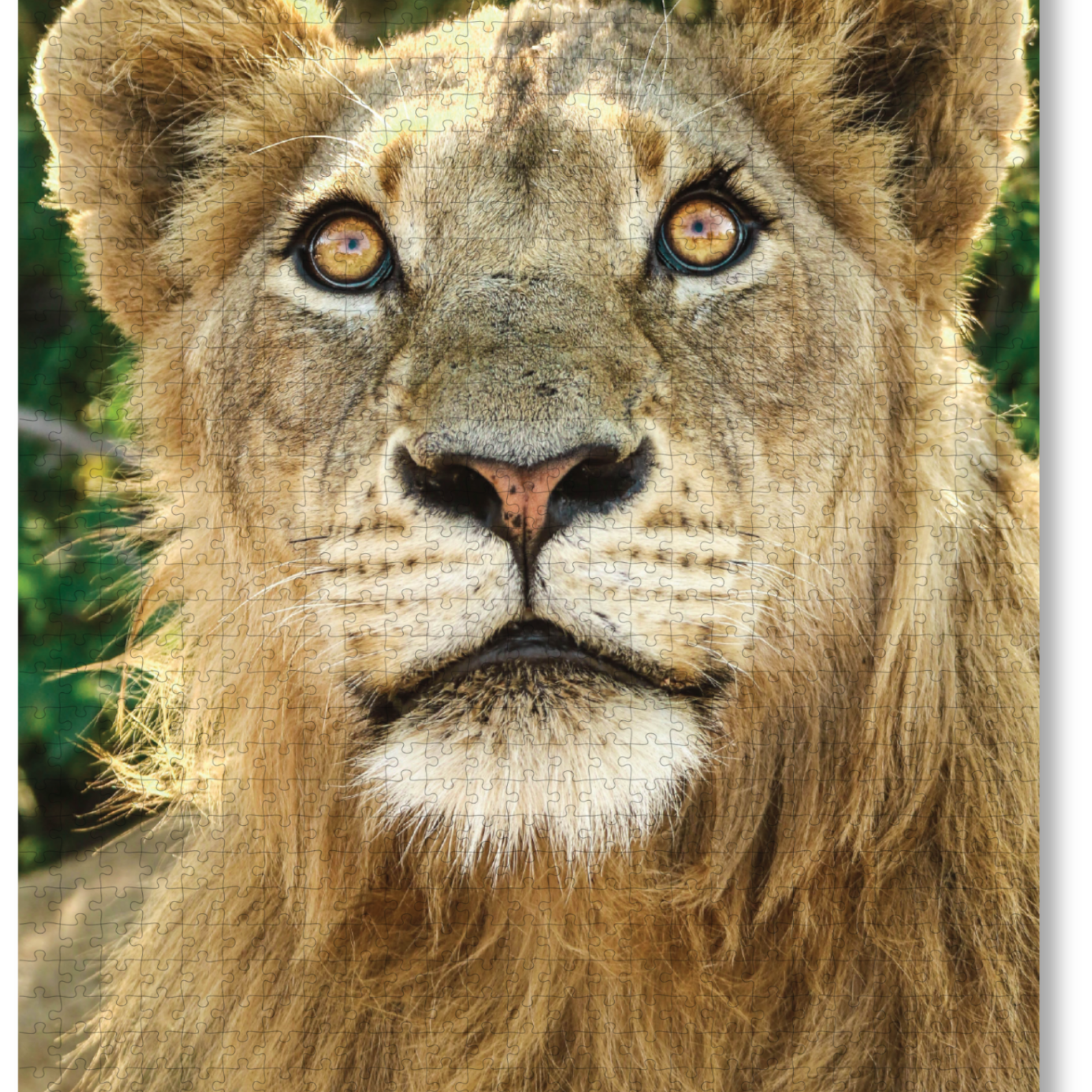 Luxury wooden puzzle of a photograph of a young male lion.