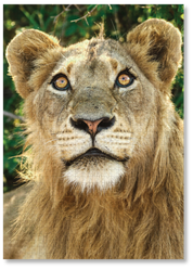 Luxury wooden puzzle of a photograph of a young male lion.