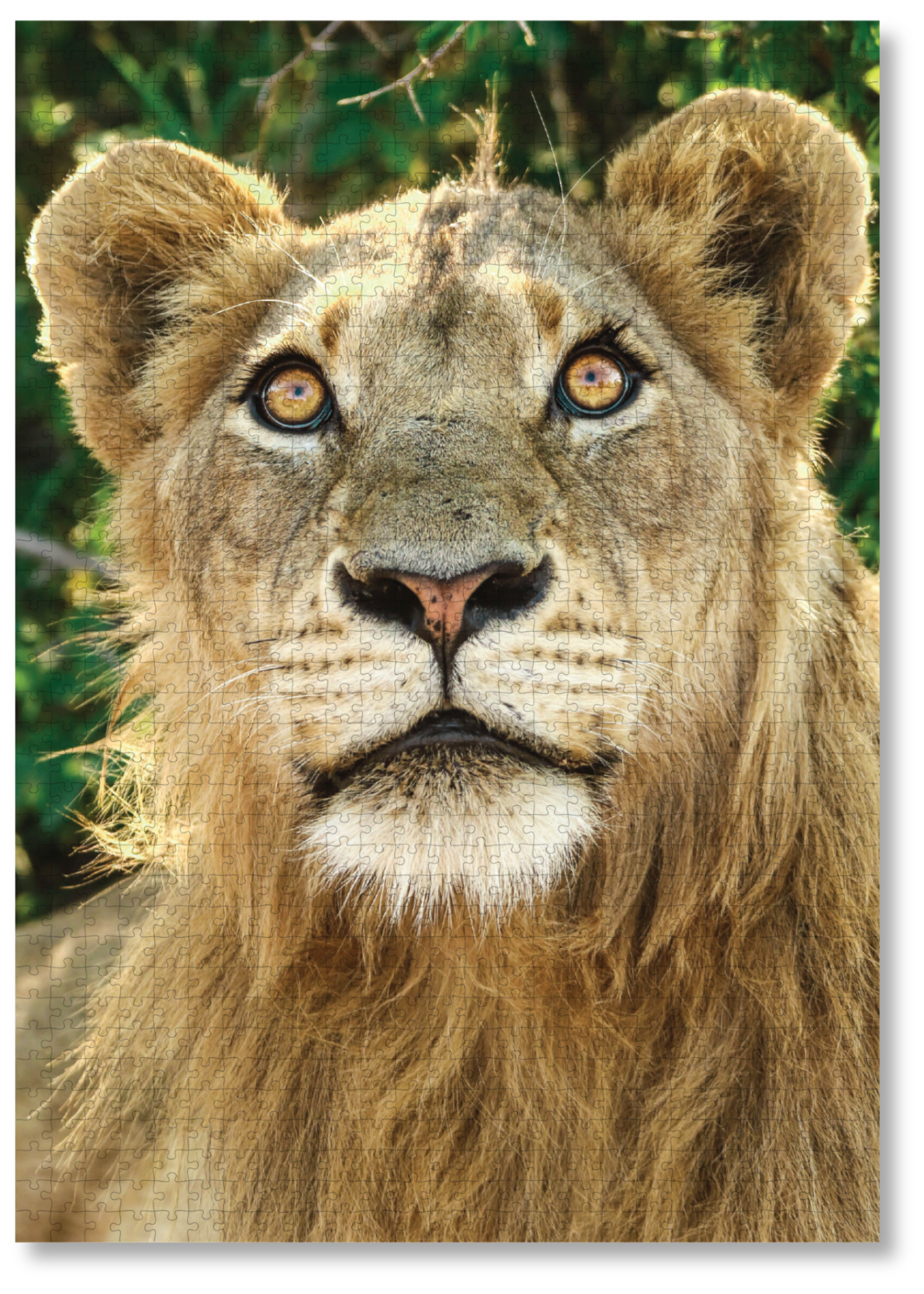 Luxury wooden puzzle of a photograph of a young male lion.