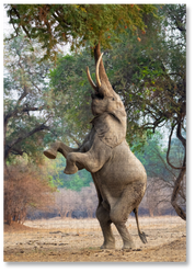 Elephant at Mana Pools