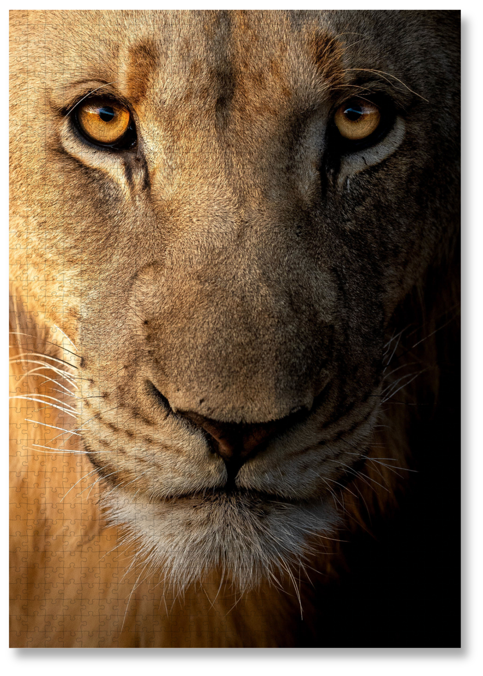 Golden Gaze