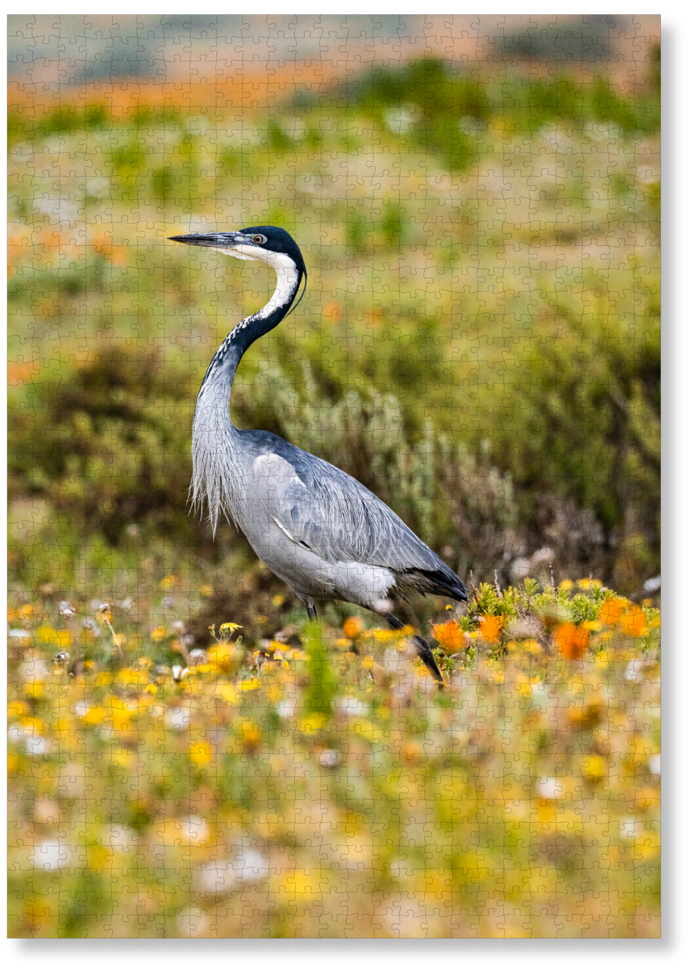 Meadow Wanderer