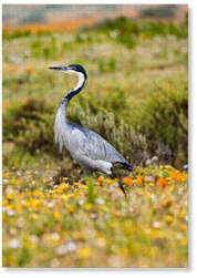 Meadow Wanderer